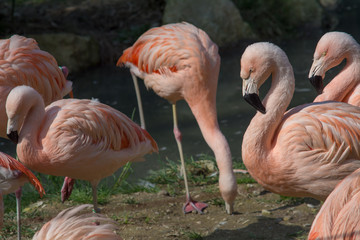 Fototapeta na wymiar visiting the Zoo of Affi, near lake Garda, italian Zoo, nature and wildlife
