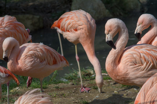 visiting the Zoo of Affi, near lake Garda,  italian Zoo, nature and wildlife