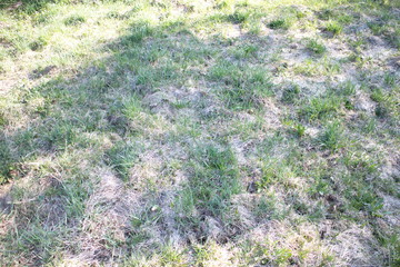 Dry yellow and green grass in spring