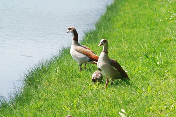 Egyptian geese on the shore of a lake