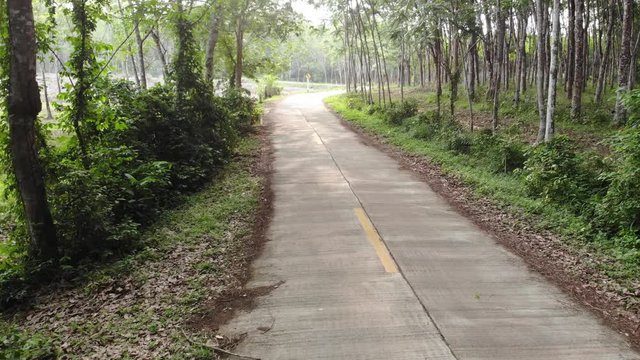 The way forward between rubber trees background