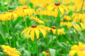 A small wild chrysanthemum in full bloom in summer