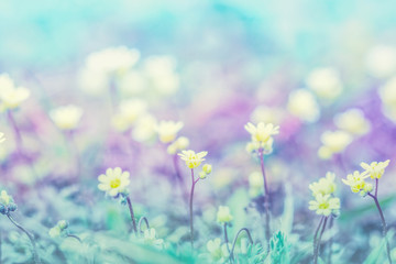Obraz na płótnie Canvas Beautiful micro wildflowers in the dreamy meadow. Delicate pink and blue colors pastel toned. Shallow depth macro background. Greeting card template. Copy space. Nature floral springtime