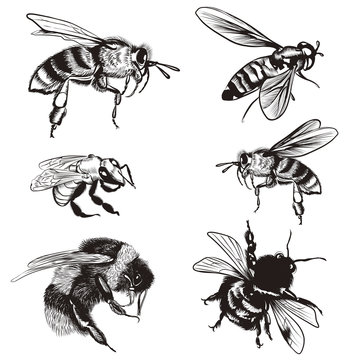 Hand drawn vector set of bees, bumblebee, high detailed insects for design