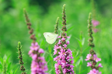Beautiful butterflies in the flowers