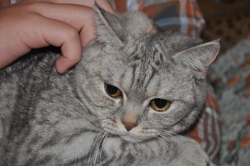 gray domestic cat in the hands of the owner