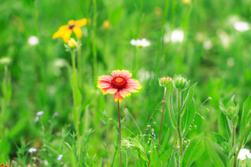 The park is full of all kinds of flowers in summer