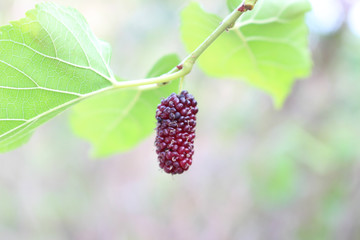 ripe raspberry on a branch