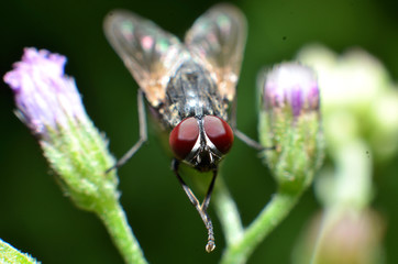 Flies are a type of insect that has 2 wings with the eyes and most have large compound eyes