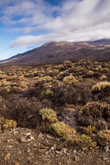 Plants in the spring, Tenerife, Spain