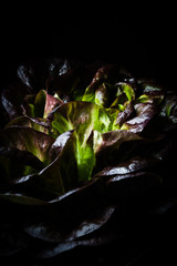 Salatkopf Kopfsalat von vorne als Nahaufnahme vor schwarzem hintergrund fotografiert im hochformat ohne menschen