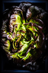 Salatkopf Kopfsalat von oben fotografiert als Nahaufnahme ohne menschen