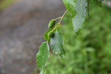 Alnus sieboldiana fruits / Flowers are the cause of hay fever.