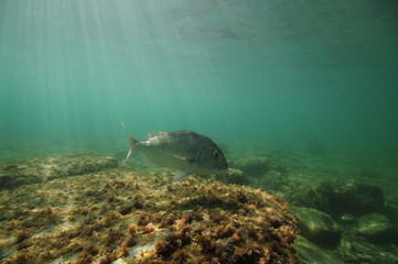 Australasian snapper Pagrus auratus swimming above flat rocks with growth of short alga.