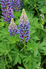 Fields of lupins in Russia! And these beauties in the garden, gave them the will and they are widely spread! So many different colors, how can you not admire them!