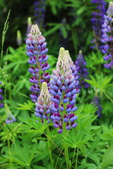 Fields of lupins in Russia! And these beauties in the garden, gave them the will and they are widely spread! So many different colors, how can you not admire them!