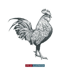 Hand drawn rooster isolated. Engraved style vector illustration. Template for your design works. - obrazy, fototapety, plakaty