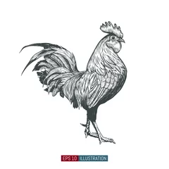 Foto op Plexiglas Hand drawn rooster isolated. Engraved style vector illustration. Template for your design works. © Oleksandr