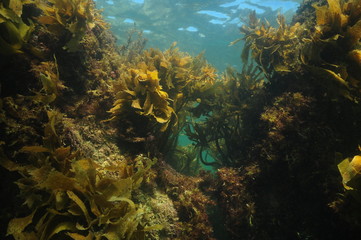 Fototapeta na wymiar Rocky reef in shallow water covered with rich growth of stalked kelp and other seaweeds.