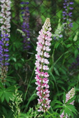 Fields of lupins in Russia! And these beauties in the garden, gave them the will and they are widely spread! So many different colors, how can you not admire them!
