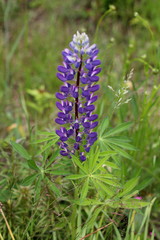 Fields of lupins in Russia! And these beauties in the garden, gave them the will and they are widely spread! So many different colors, how can you not admire them!