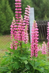 Obraz premium Fields of lupins in Russia! And these beauties in the garden, gave them the will and they are widely spread! So many different colors, how can you not admire them!