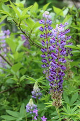 Fields of lupins in Russia! And these beauties in the garden, gave them the will and they are widely spread! So many different colors, how can you not admire them!