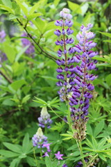 Fields of lupins in Russia! And these beauties in the garden, gave them the will and they are widely spread! So many different colors, how can you not admire them!