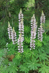 Fields of lupins in Russia! And these beauties in the garden, gave them the will and they are widely spread! So many different colors, how can you not admire them!
