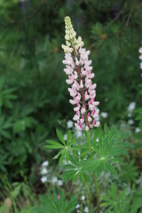 Fields of lupins in Russia! And these beauties in the garden, gave them the will and they are widely spread! So many different colors, how can you not admire them!