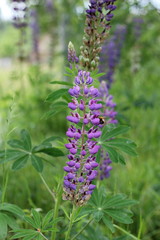 Fields of lupins in Russia! And these beauties in the garden, gave them the will and they are widely spread! So many different colors, how can you not admire them!