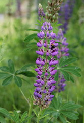 Fields of lupins in Russia! And these beauties in the garden, gave them the will and they are widely spread! So many different colors, how can you not admire them!