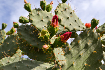 Prickly pear cactus with red flowers.