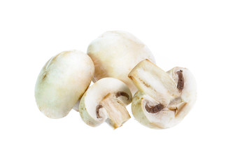 Mushroom champignon isolated on white background
