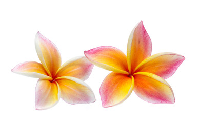 Frangipani, Pumeria, Frangipanni, isolated on white background
