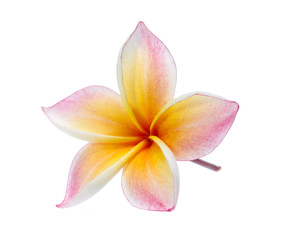 Frangipani, Pumeria, Frangipanni, isolated on white background