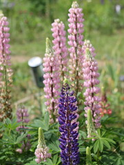 Fields of lupins in Russia! And these beauties in the garden, gave them the will and they are widely spread! So many different colors, how can you not admire them!