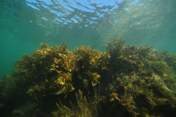 Dense forest of seaweeds and brown kelp Ecklonia radiata in shallow water near surface.