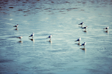 Flock of birds walking on frozen lake