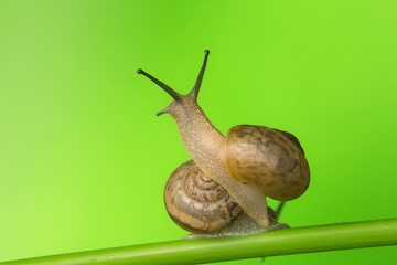 Take a close-up shot of the snail