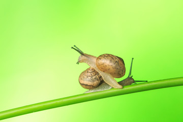 Take a close-up shot of the snail