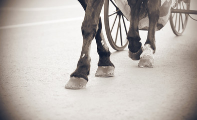Fototapeta na wymiar Black and white image of the legs of a horse, carrying a carriage on large wheels, which resembles a frame from a retro film.