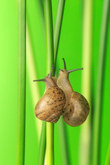 Take a close-up shot of the snail