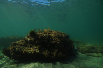 Dark rock on flat sandy bottom in shallow water.