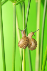 Take a close-up shot of the snail