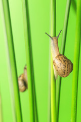 Take a close-up shot of the snail