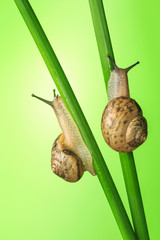 Take a close-up shot of the snail