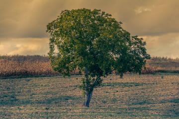 Arbre