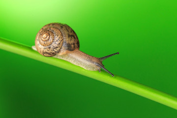 Take a close-up shot of the snail