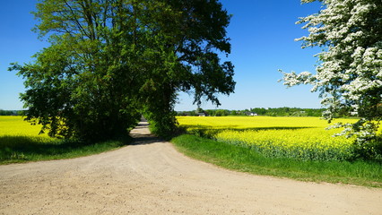 Alejka wiejska wśród pół rzepaku. © Marian
